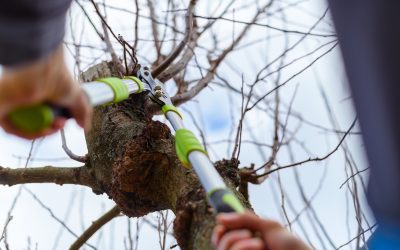 Easy ways to maintain your trees in the winter